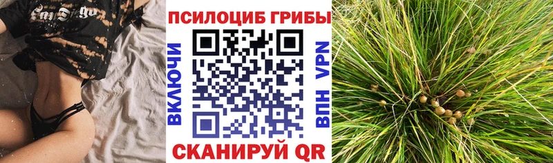 Купить закладки  Малаховка  Псилоцибиновые грибы Magic Shrooms 